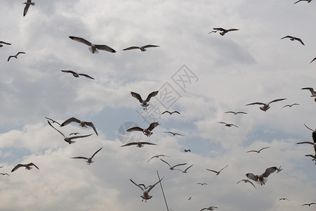 成群的海鸥在天空中翱翔图片