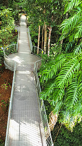 世界遗产雨林在马穆澳大图片