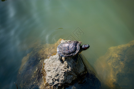 湖边发现孤独的乌龟图片