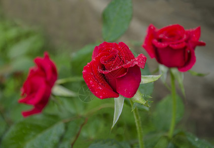 夏天在花园里一朵美丽的红玫瑰花香气宜人图片