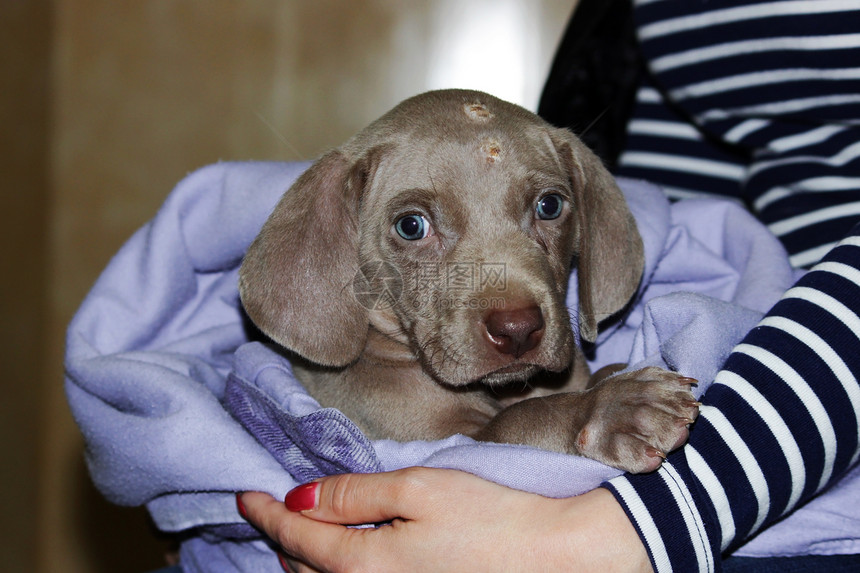 一只蓝眼睛的威马小狗过敏皮肤病问题化脓炎症引起的表皮肤化脓为继发病图片