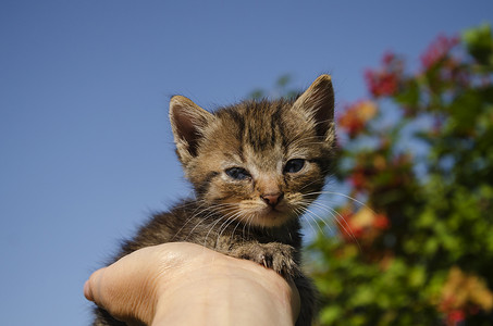 非常小的漂亮小猫图片