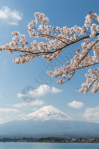 东京美丽的樱花花海图片