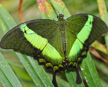 大绿蝴蝶翡翠燕尾照片到翅膀帕皮利奥图片