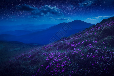 山丘上满是紫色的鲜花图片
