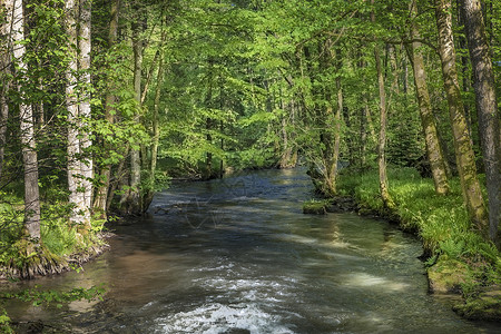 哈芬洛尔小溪流过德国巴伐利亚茂密的野生森林图片