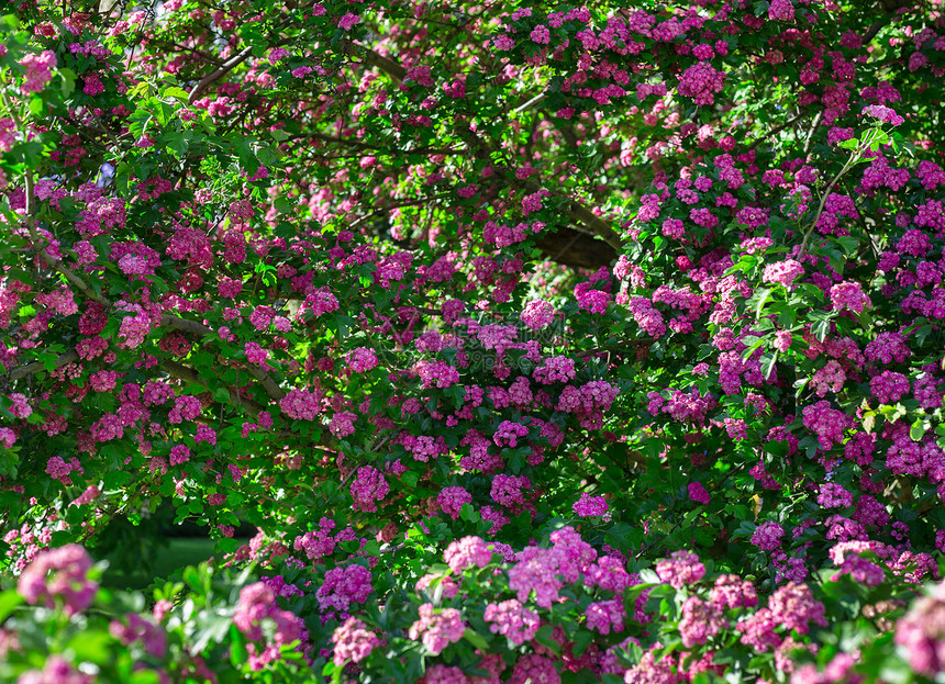 春天开花的樱桃树春天的背景春天樱花图片