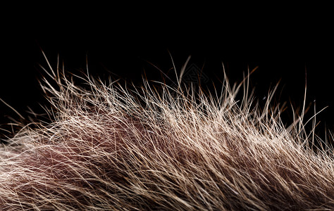 红棕色灰狼狐狸熊毛自然动物野生动物概念和背景纹理和壁纸风格背景图片