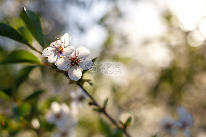 苹果树开花春天开花的苹果树白色的花朵春天图片