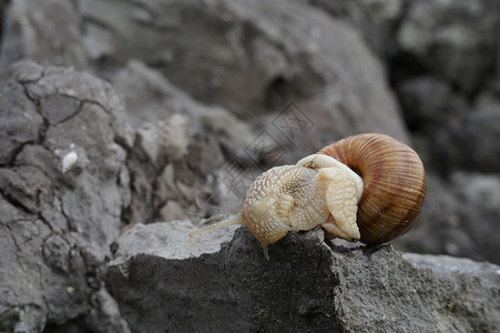 食用蜗牛Helixpomatia勃艮第蜗牛Escargot图片