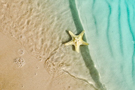 夏日沙滩上的海星沙滩和波浪图片