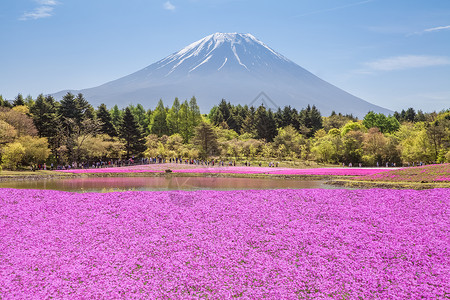 春天的富士山和粉红苔藓田图片