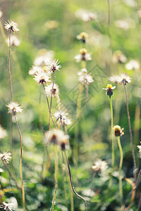 花草在早晨开花图片