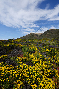 加州大苏尔海岸的花图片