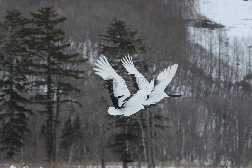 北海道的日本鹤图片