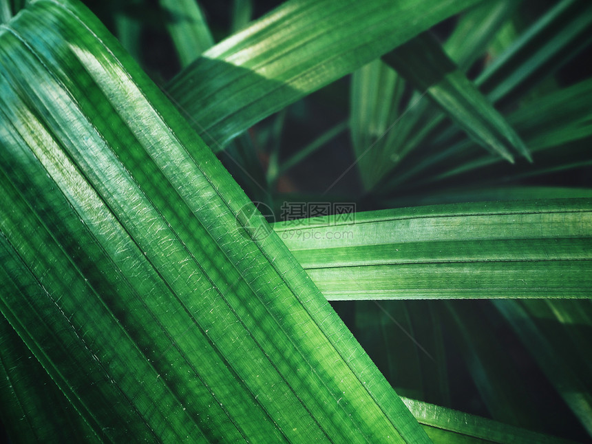 带阴影的绿色棕榈叶近景图片