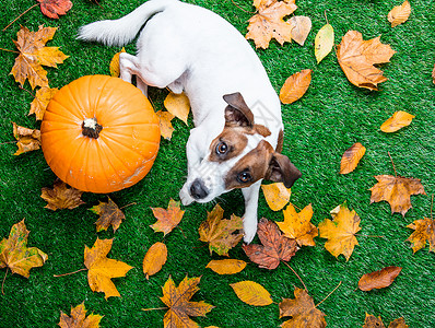各种秋叶和橙色南瓜与绿草上的狗背景图片