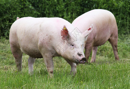 粉红猪在草地上放牧幼小家养猪图片