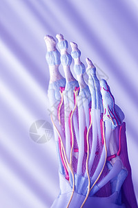 人类脚趾是医学教模型显示骨头的颈图片