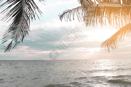 海上日出椰子叶图片