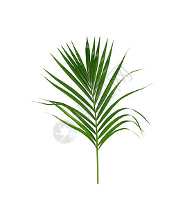 白色背景上孤立的棕榈树绿叶图片