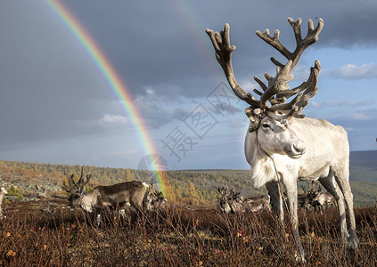 蒙古北部泰加的美丽驯鹿在阳图片