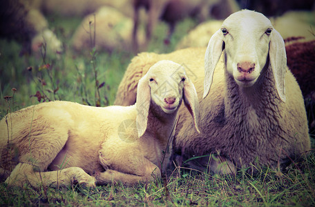羊群中间有羊羔的羊羔与他的母亲同在具图片