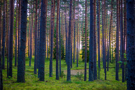 黎明时分夏季森林中的树木图片