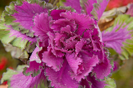 秋天的紫色蔬菜图片