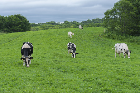 在大自然中生长的奶牛场背景图片