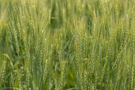 小麦的生产和收获图片
