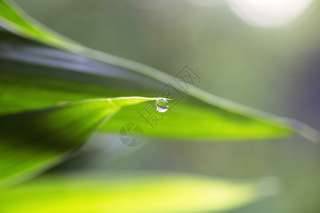 美丽的绿叶与水滴图片