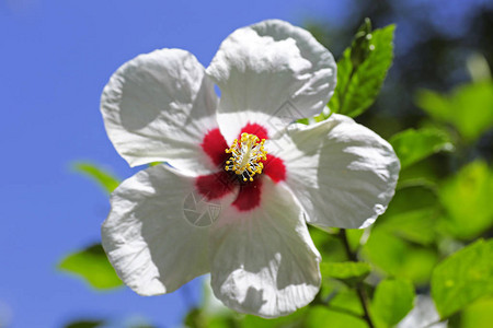 花园里的芙蓉热带花图片