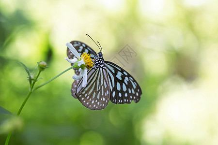 花上的帝王蝶背景图片