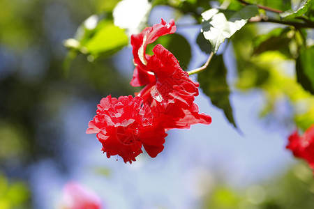 花园里的芙蓉热带花图片