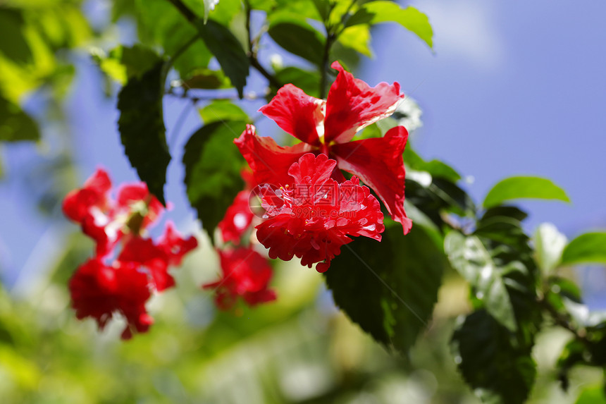 花园里的芙蓉热带花图片