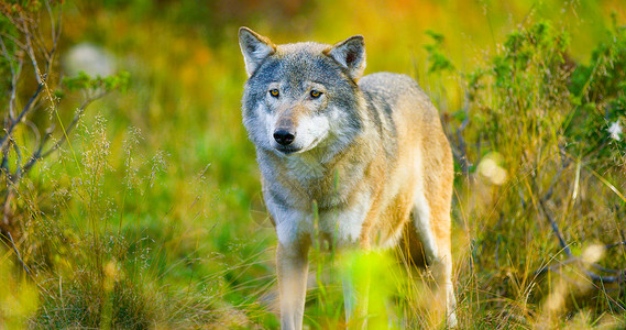 在秋天的彩色田地上一只大灰狼被关闭寻找敌人或猎物图片