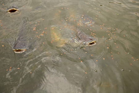 河里的鲶鱼图片