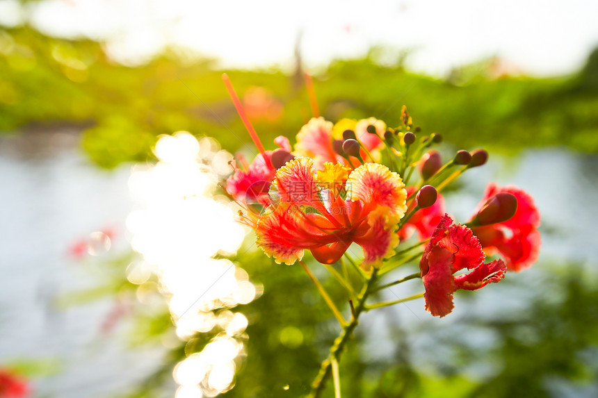 春天背景与美丽的红色花朵图片
