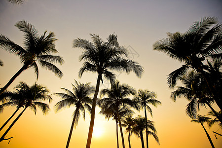 日落时沙滩上的棕榈树图片