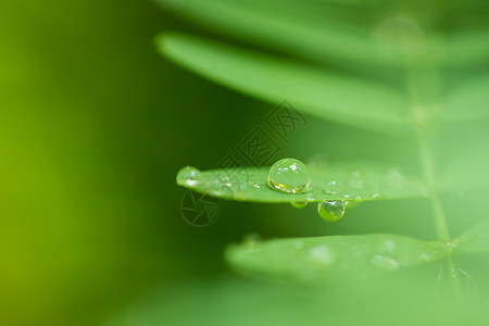 美丽的绿叶与水滴背景图片