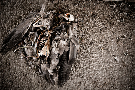 一只死鸽鸟在自然地方图片