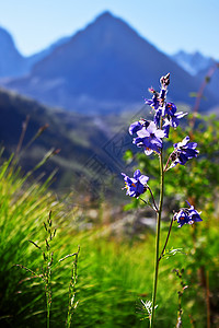 山谷中的绿草和蓝花图片