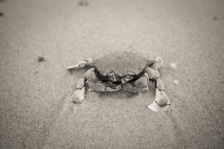 海滩上的死蟹图片