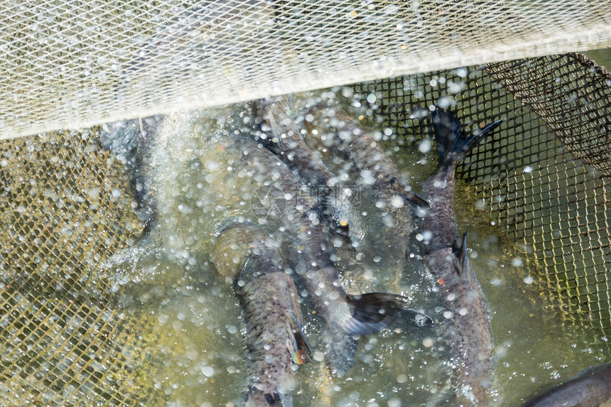 湖上网中的鱼木匠图片