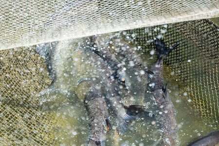 湖上网中的鱼木匠图片