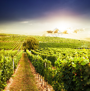 山上美丽的葡萄园日落景观图片