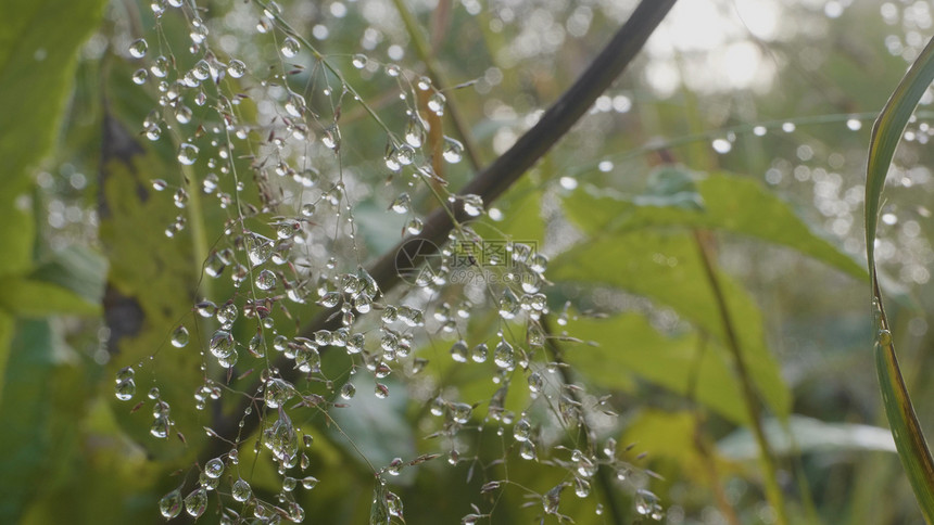 草地上的大滴露水大图片