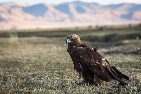 年轻的金鹰坐在蒙古草图片
