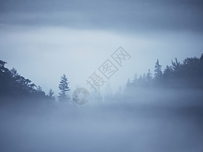 剥去五颜六色的薄雾大雨夜后的夏季森林树梢因浓雾和剥图片